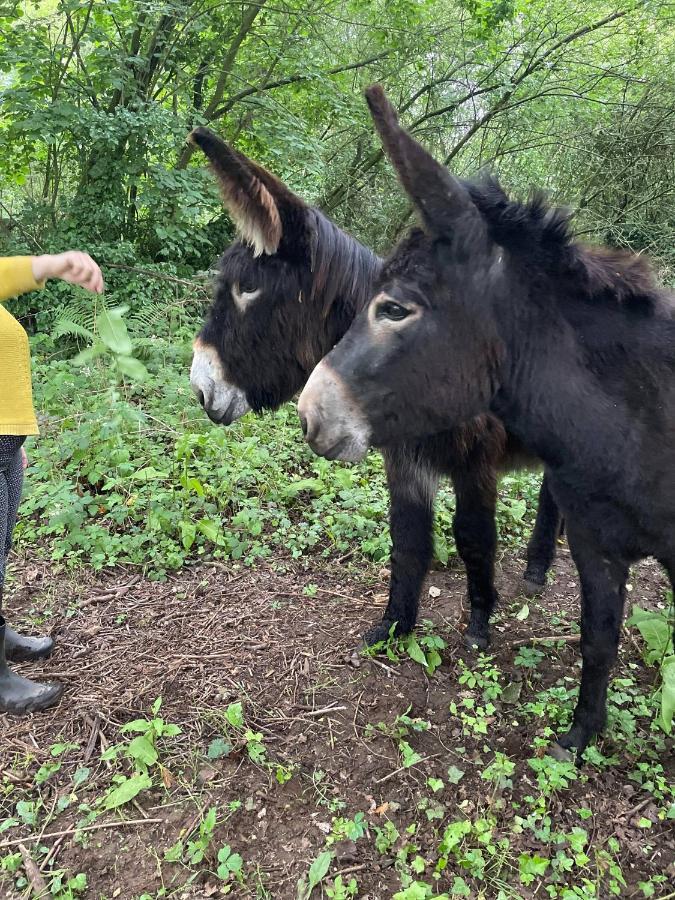 Les Anes Du Chateau D Hardelot, Pour 2 A 5 Pers Condette Zewnętrze zdjęcie